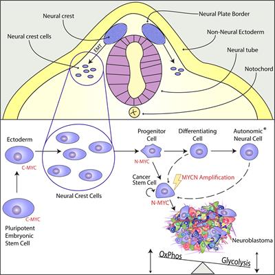 MYCN Function in Neuroblastoma Development